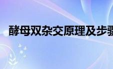 酵母双杂交原理及步骤（酵母双杂交原理）