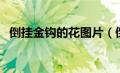 倒挂金钩的花图片（倒挂金钩什么花方法）