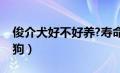 俊介犬好不好养?寿命有多长（俊介君是什么狗）