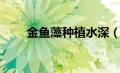 金鱼藻种植水深（金鱼藻怎么种植）