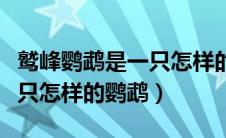 鹫峰鹦鹉是一只怎样的鹦鹉呢（鹫峰鹦鹉是一只怎样的鹦鹉）