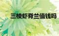 三棱虾脊兰值钱吗（三棱虾脊兰简介）