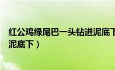 红公鸡绿尾巴一头钻进泥底下谜底（红公鸡绿尾巴一头钻进泥底下）