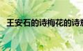 王安石的诗梅花的诗意（王安石的诗梅花）