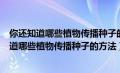 你还知道哪些植物传播种子的方法?是怎么传播的?（你还知道哪些植物传播种子的方法）