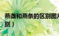 燕盏和燕条的区别图片（燕盏与燕条有什么区别）