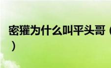 密獾为什么叫平头哥（蜜獾为什么要叫平头哥）