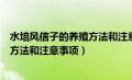 水培风信子的养殖方法和注意事项图片（水培风信子的养殖方法和注意事项）