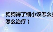 狗狗得了细小该怎么办?（狗狗得了细小自己怎么治疗）