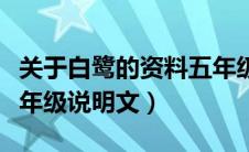 关于白鹭的资料五年级说明文（白鹭的资料五年级说明文）