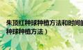 朱顶红种球种植方法和时间的养殖方法和注意事项（朱顶红种球种植方法）