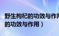 野生枸杞的功效与作用及食用方法（野生枸杞的功效与作用）