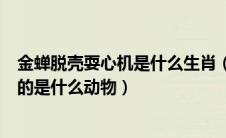 金蝉脱壳耍心机是什么生肖（金蝉脱壳耍心机千方百计达目的是什么动物）