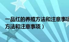 一品红的养殖方法和注意事项一品红有毒吗（一品红的养殖方法和注意事项）