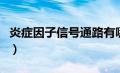 炎症因子信号通路有哪些（炎症因子信号通路）