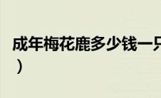 成年梅花鹿多少钱一只（小梅花鹿多少钱一头）