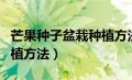 芒果种子盆栽种植方法图片（芒果种子盆栽种植方法）