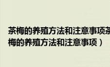 茶梅的养殖方法和注意事项茶煤北方冬天能过冬吗室外（茶梅的养殖方法和注意事项）