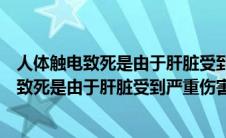 人体触电致死是由于肝脏受到严重伤害引起的吗（人体触电致死是由于肝脏受到严重伤害）