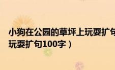 小狗在公园的草坪上玩耍扩句三百字（小狗在公园的草坪上玩耍扩句100字）