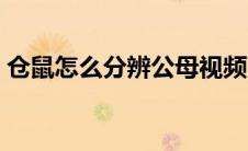 仓鼠怎么分辨公母视频（仓鼠怎么分辨公母）