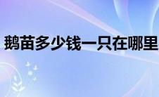 鹅苗多少钱一只在哪里买（鹅苗多少钱一只）