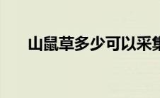 山鼠草多少可以采集（山鼠草哪里多）