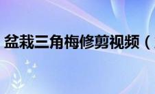 盆栽三角梅修剪视频（盆栽三角梅怎么修剪）