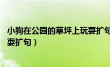 小狗在公园的草坪上玩耍扩句30字（小狗在公园的草坪上玩耍扩句）