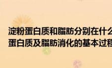 淀粉蛋白质和脂肪分别在什么部位开始被消化（人体内淀粉蛋白质及脂肪消化的基本过程）