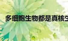 多细胞生物都是真核生物吗（多细胞生物）