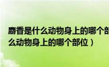 麝香是什么动物身上的哪个部位麝香多少钱一斤（麝香是什么动物身上的哪个部位）