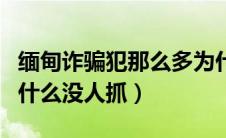 缅甸诈骗犯那么多为什么抓不完（缅甸诈骗为什么没人抓）