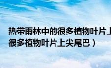 热带雨林中的很多植物叶片上尖尾巴叫什么（热带雨林中的很多植物叶片上尖尾巴）