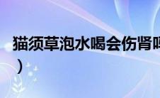 猫须草泡水喝会伤肾吗（猫须草什么人不能喝）