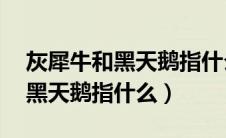 灰犀牛和黑天鹅指什么 金融领域（灰犀牛和黑天鹅指什么）