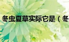 冬虫夏草实际它是（冬虫夏草实际上是一种）