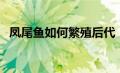 凤尾鱼如何繁殖后代（凤尾鱼繁殖预兆图）