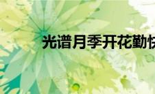 光谱月季开花勤快吗（光谱月季）