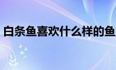 白条鱼喜欢什么样的鱼饵（白条鱼喜欢饵料）