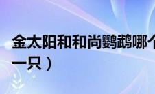 金太阳和和尚鹦鹉哪个好（金太阳鹦鹉多少钱一只）