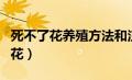 死不了花养殖方法和注意事项有哪些（死不了花）