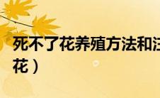 死不了花养殖方法和注意事项有哪些（死不了花）