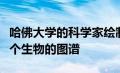 哈佛大学的科学家绘制了单个细胞如何构建整个生物的图谱