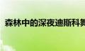 森林中的深夜迪斯科舞厅揭示了树木的表现