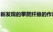 新发现的攀爬纤维的作用向小脑传递感官快照