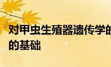 对甲虫生殖器遗传学的新探讨揭示了两性之战的基础