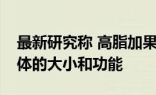 最新研究称 高脂加果糖饮食改变了肝脏线粒体的大小和功能