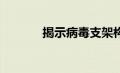 揭示病毒支架构建背后的规则